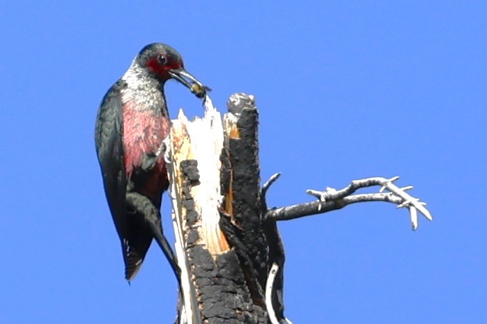 Lewis's Woodpecker - ML620433799