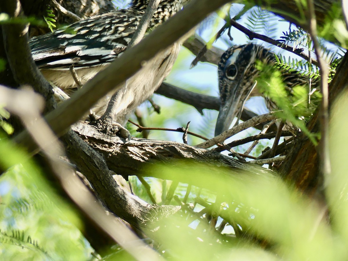 Greater Roadrunner - ML620433800