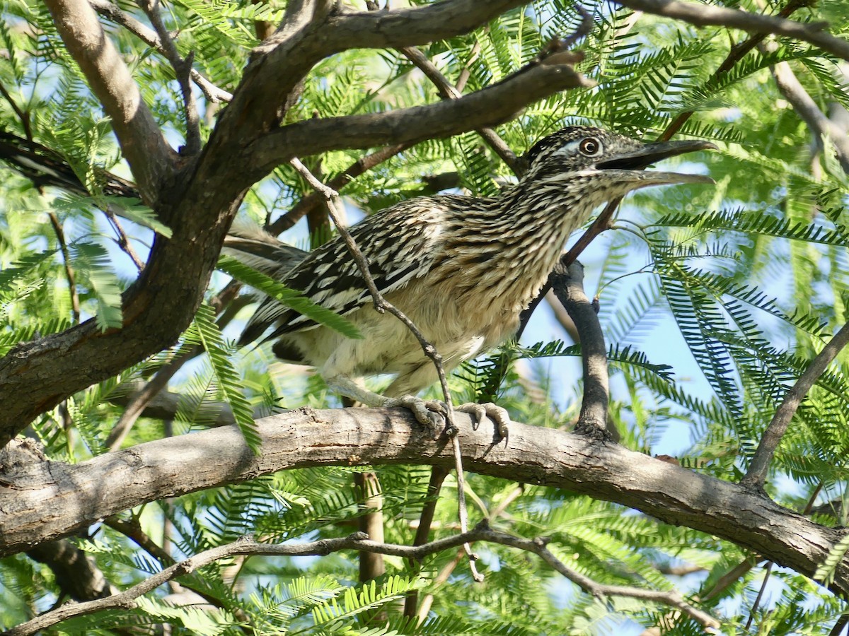 Greater Roadrunner - ML620433801