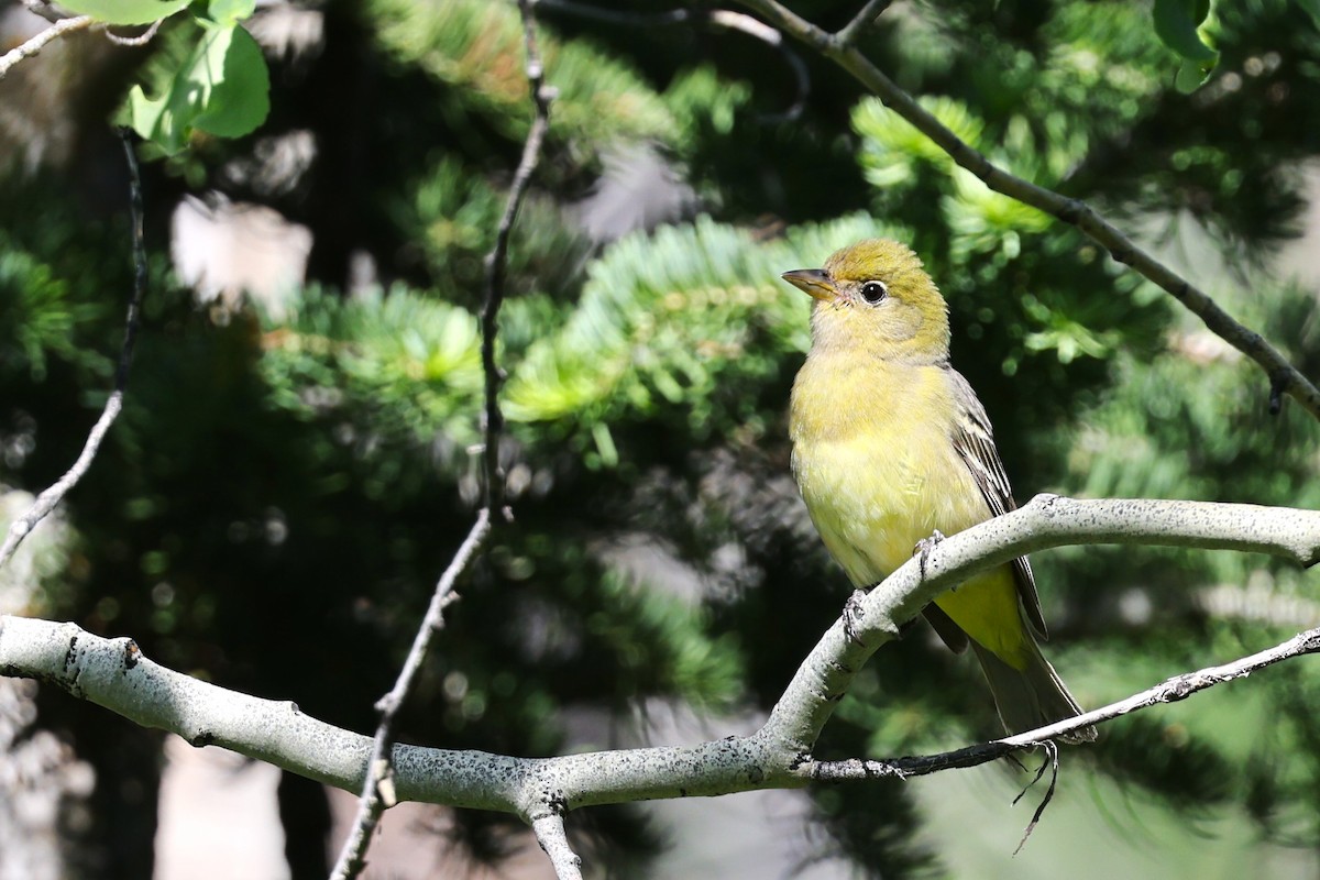 Western Tanager - ML620433804