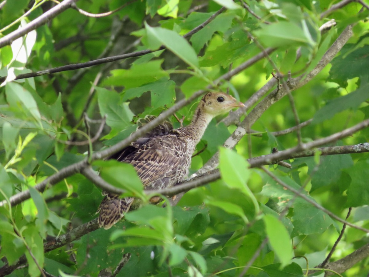 Wild Turkey - ML620433813