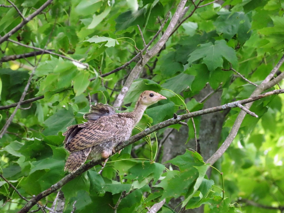 Guajolote Gallipavo - ML620433814