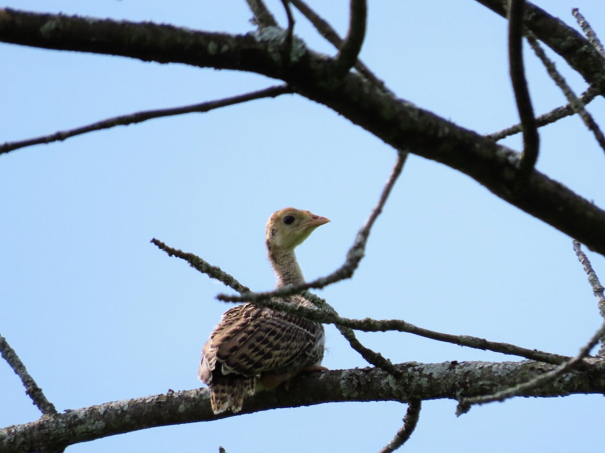 Guajolote Gallipavo - ML620433815