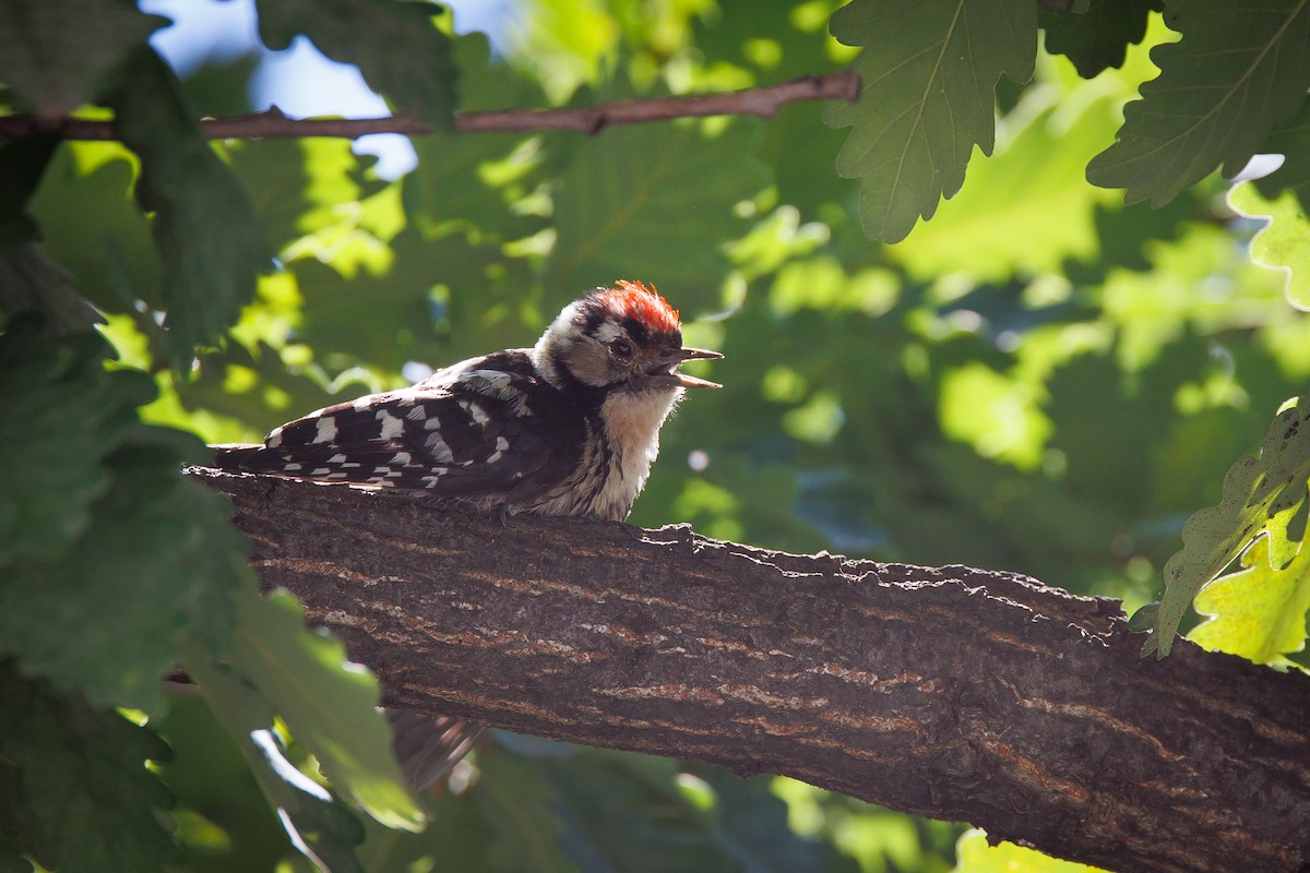 Lesser Spotted Woodpecker - ML620433817