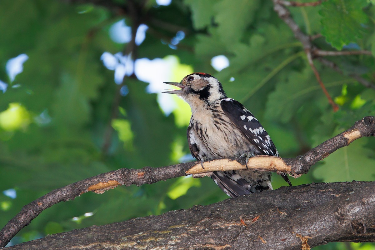 Lesser Spotted Woodpecker - ML620433818