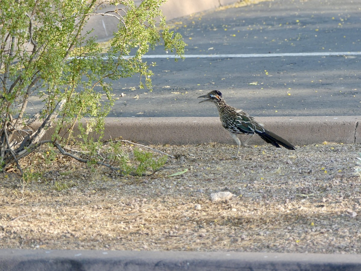 Greater Roadrunner - ML620433819