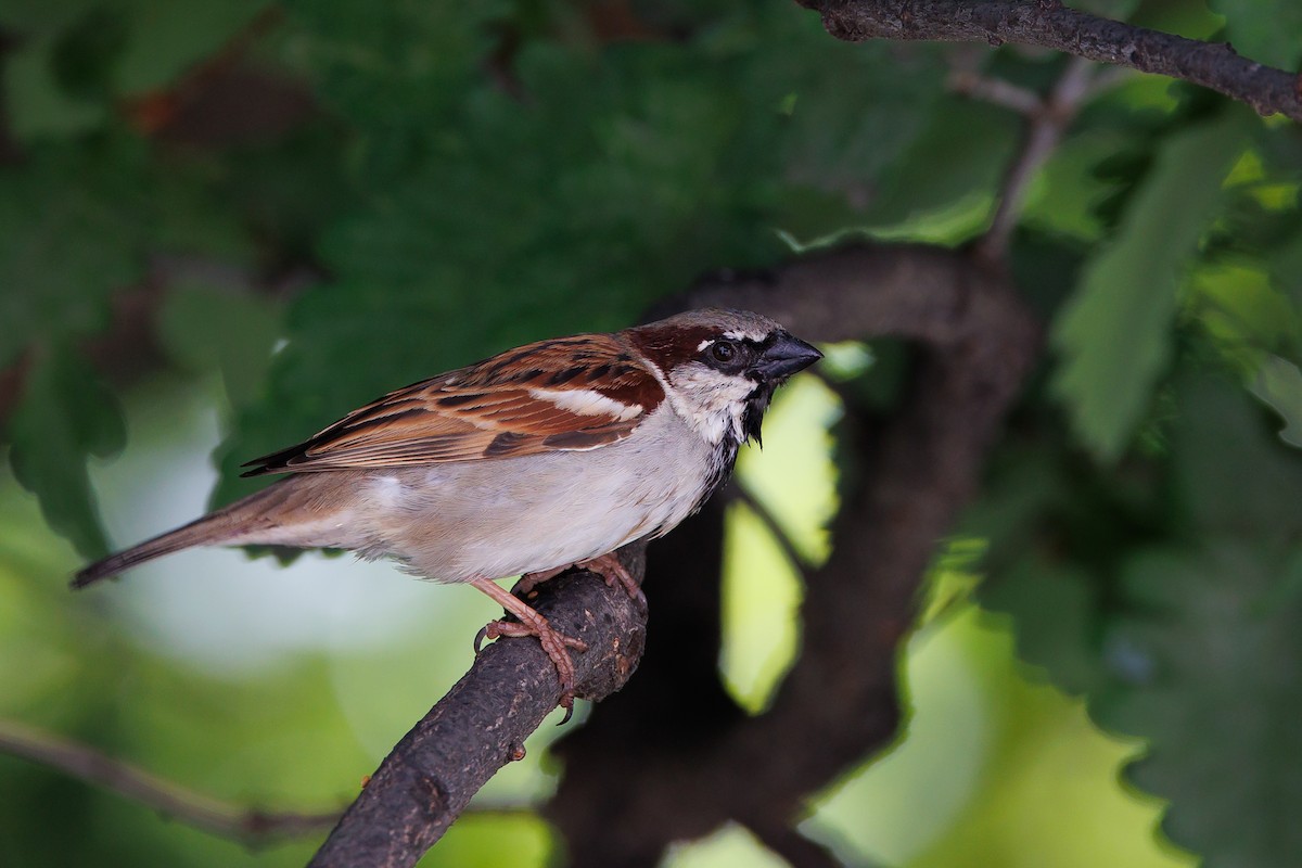 House Sparrow - ML620433822