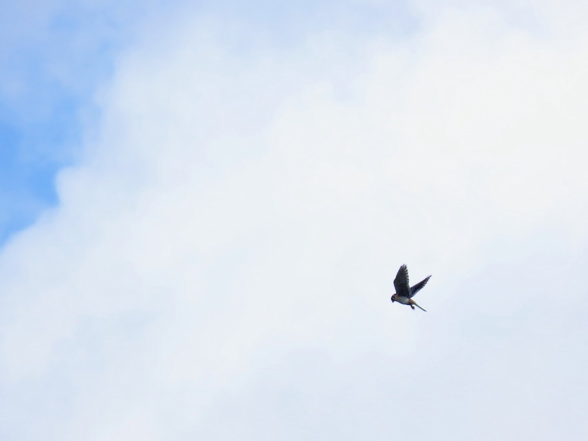 American Kestrel - ML620433829