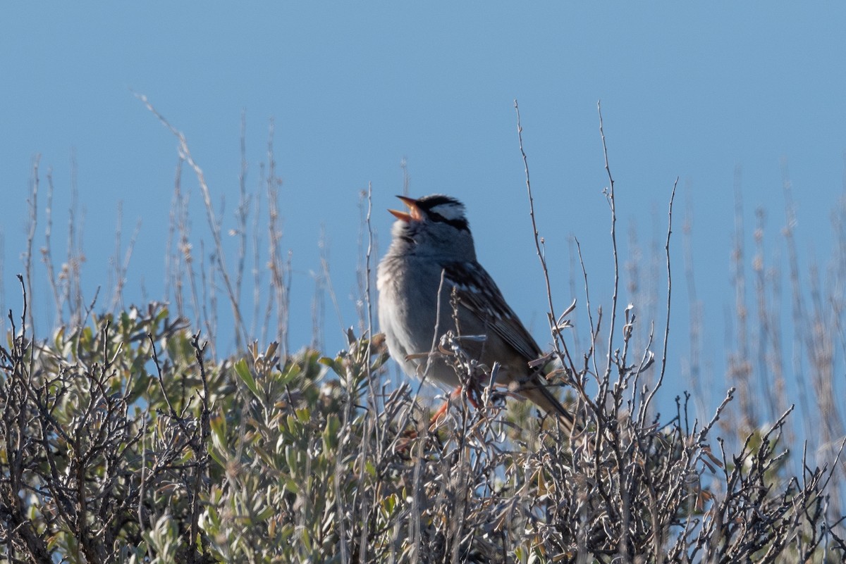 White-crowned Sparrow - ML620433830