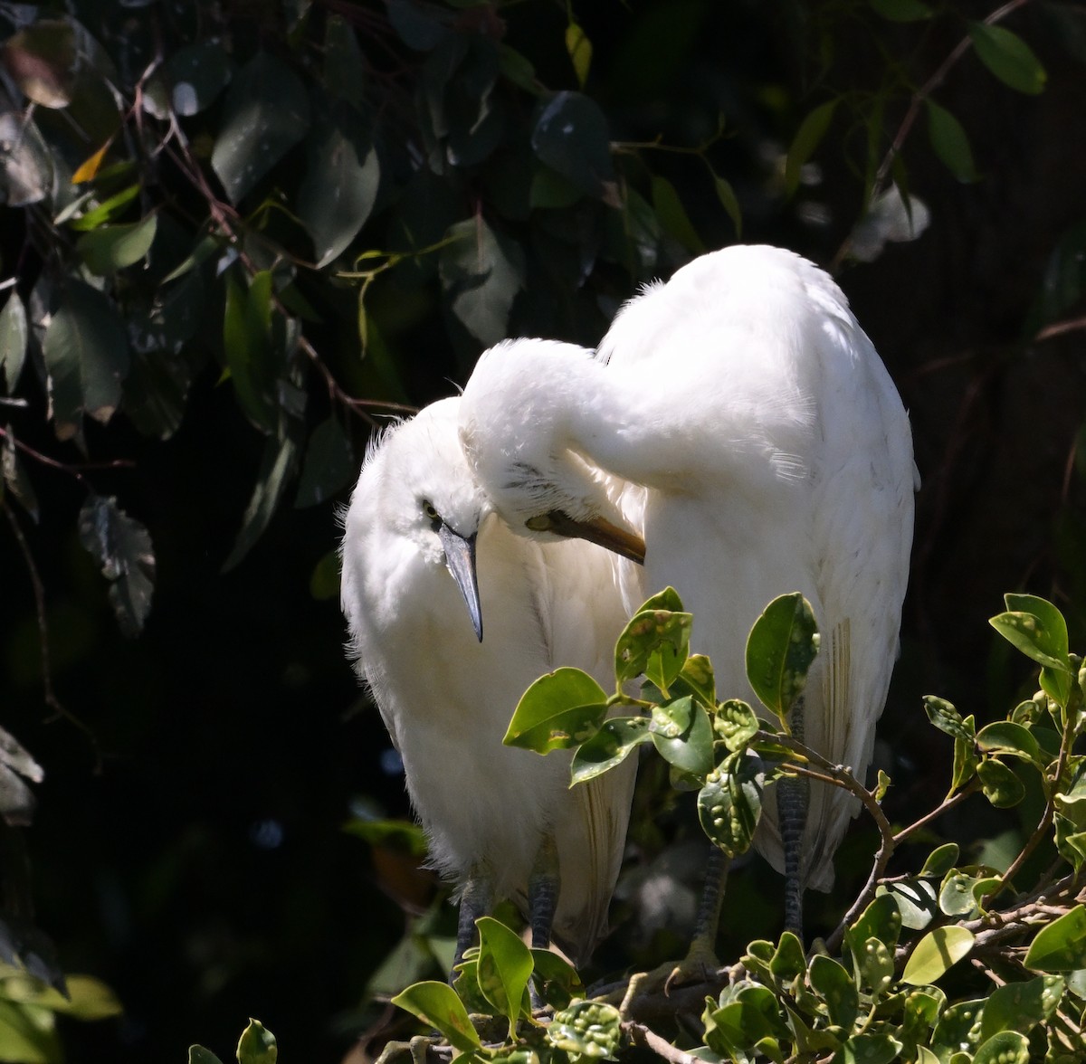 Snowy Egret - ML620433834