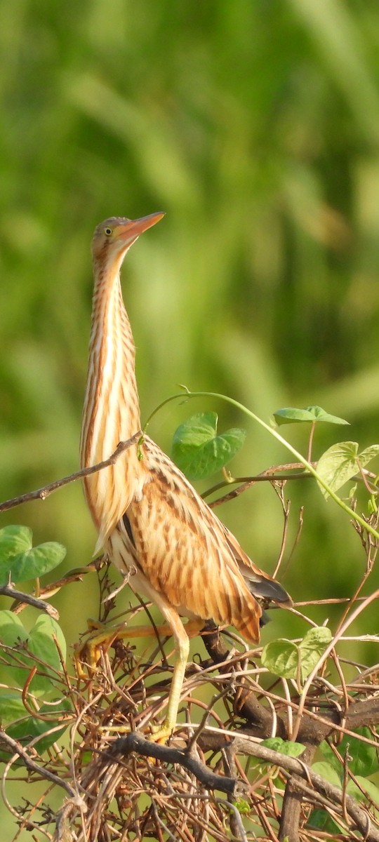 Yellow Bittern - ML620433835