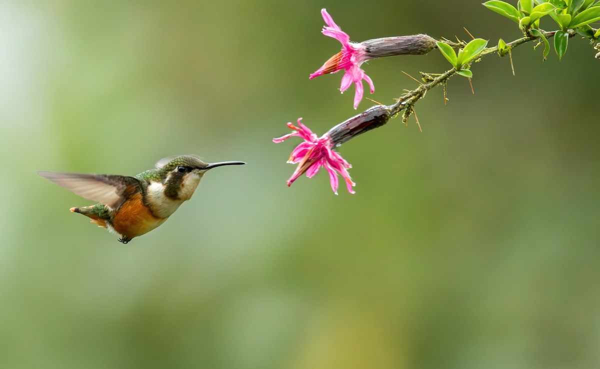 Colibrí de Mulsant - ML620433836