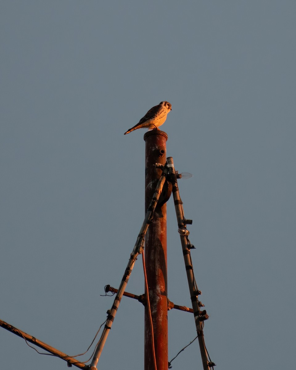 American Kestrel - ML620433839