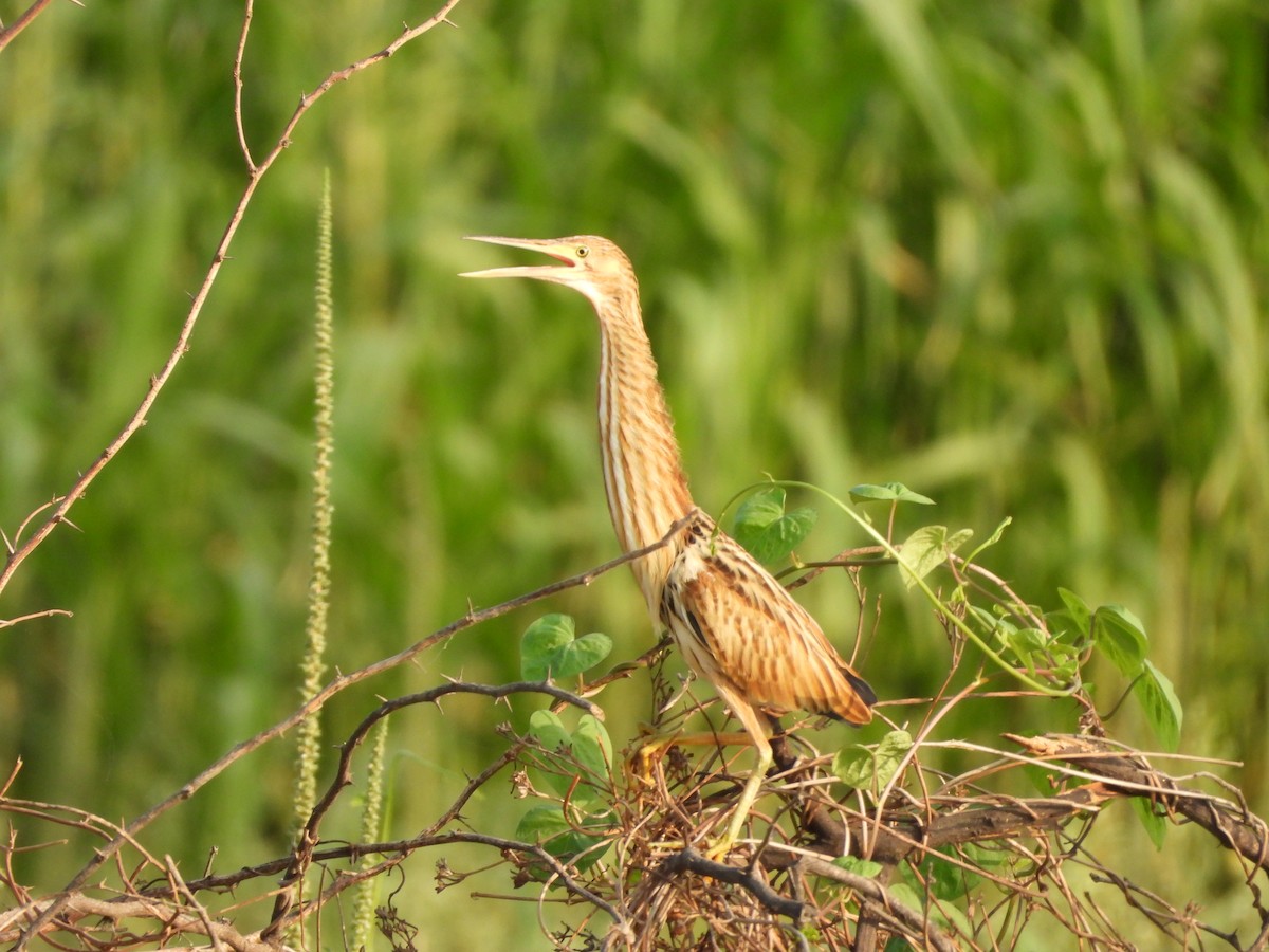 Yellow Bittern - ML620433840