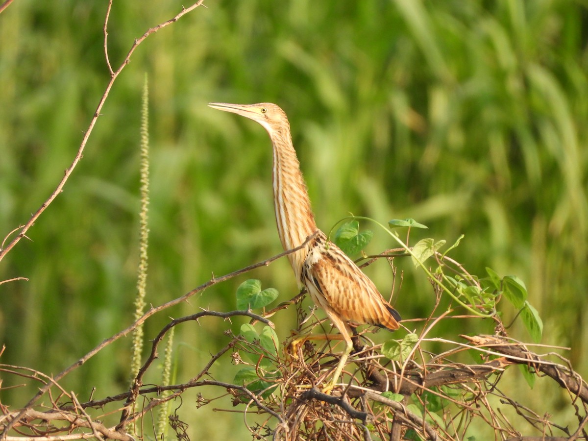 Yellow Bittern - ML620433842