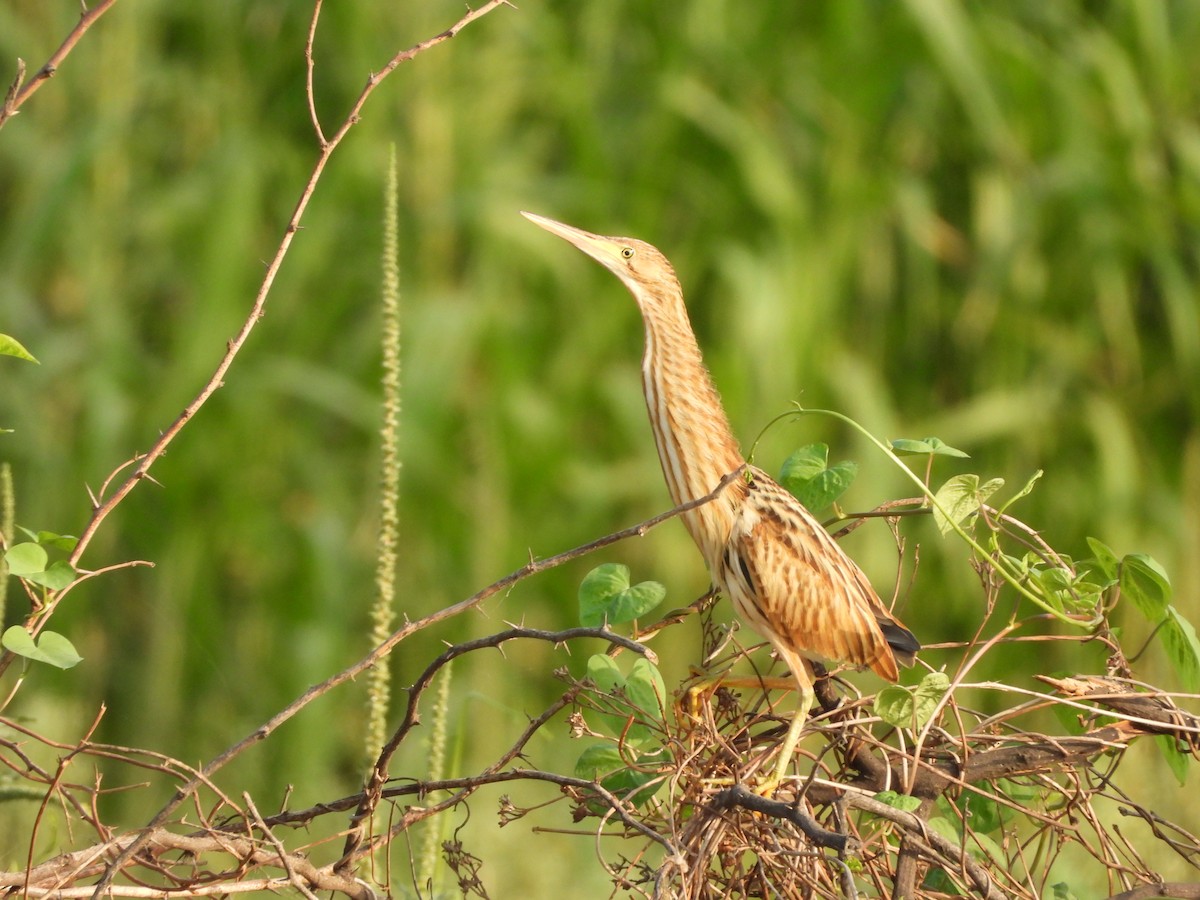 Yellow Bittern - ML620433847