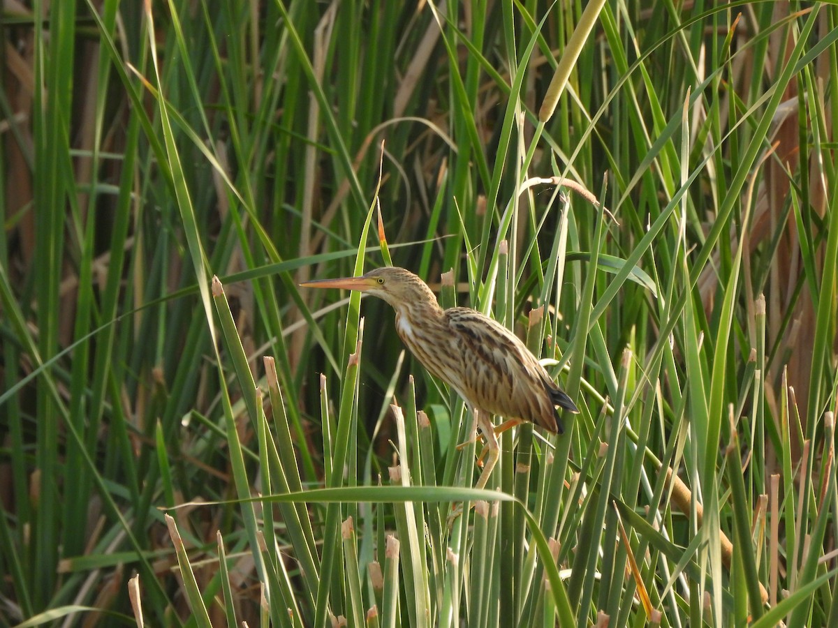 Yellow Bittern - ML620433849