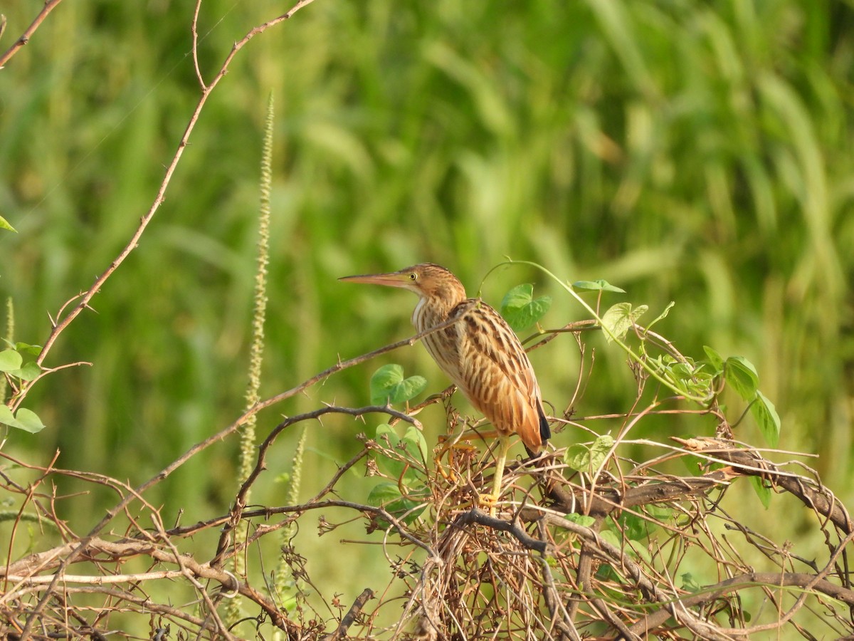 Yellow Bittern - ML620433850