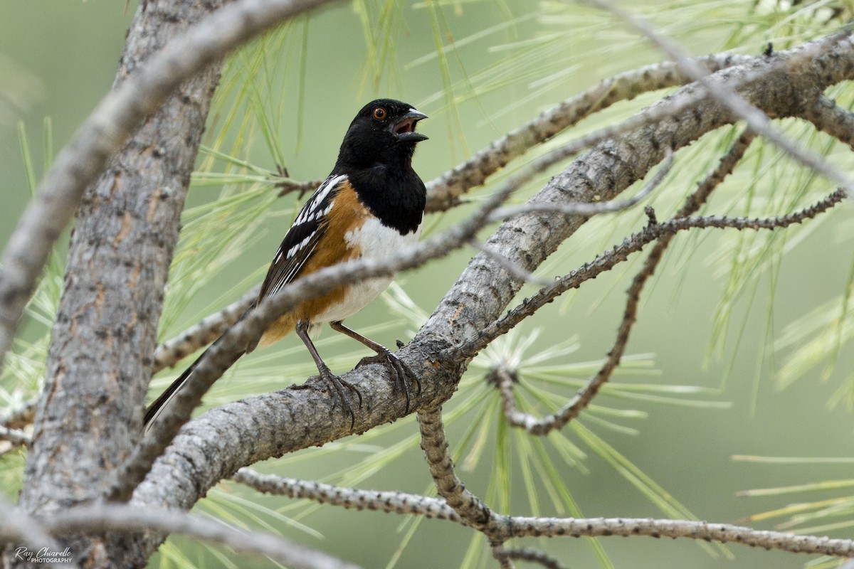 Spotted Towhee - ML620433855
