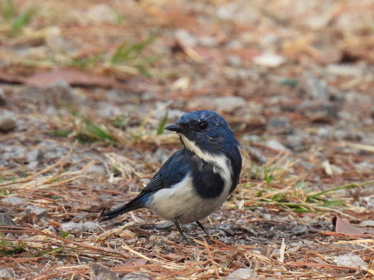 Ultramarine Flycatcher - ML620433858