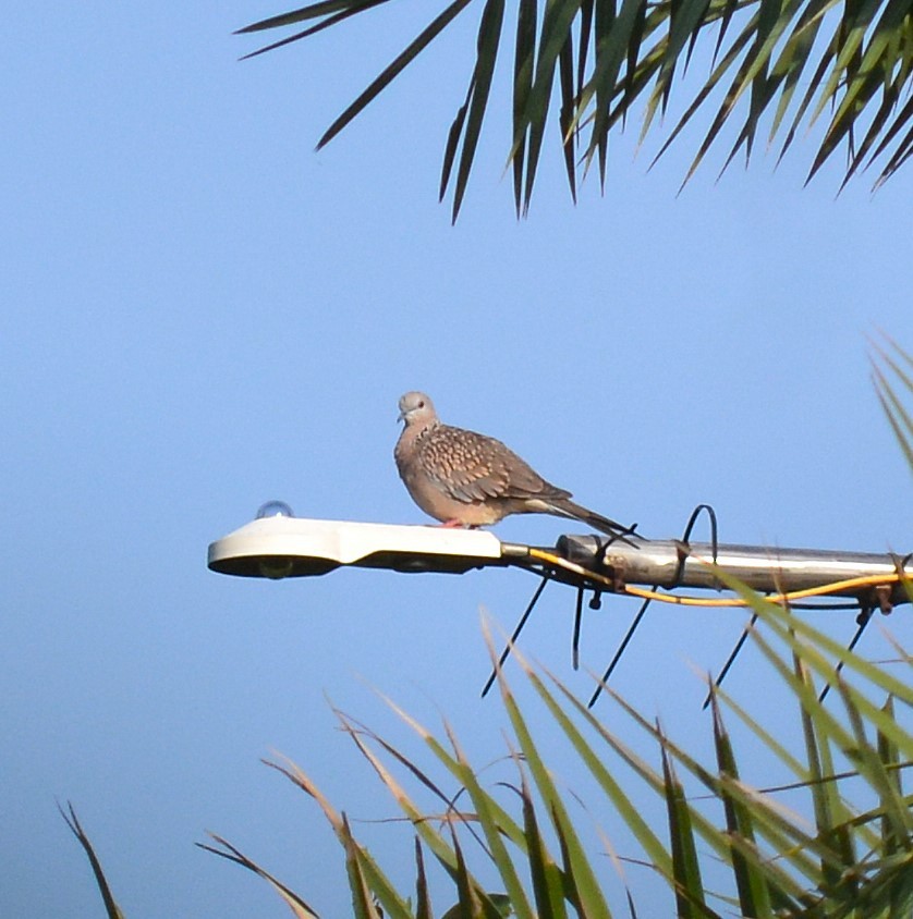 Spotted Dove - ML620433865