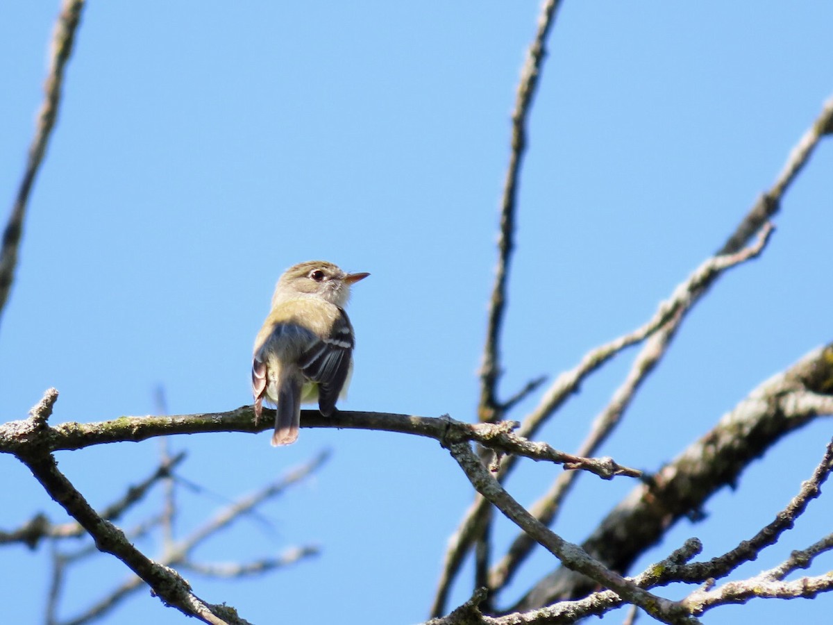 Least Flycatcher - ML620433866