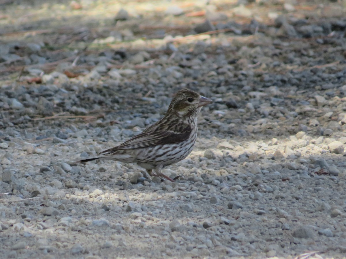 Cassin's Finch - ML620433868