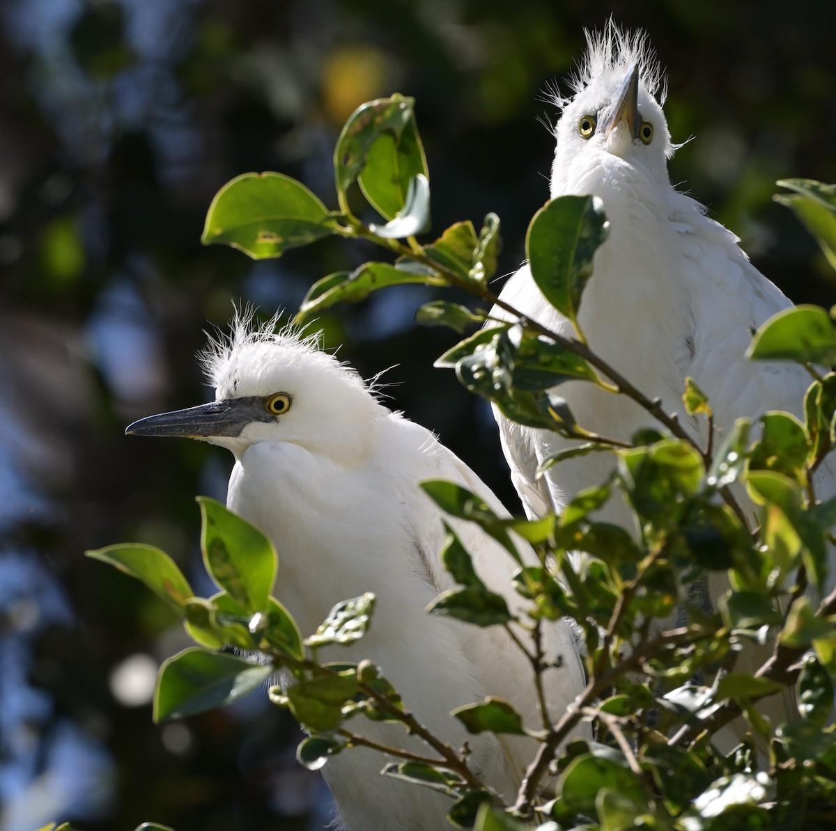 Snowy Egret - ML620433869