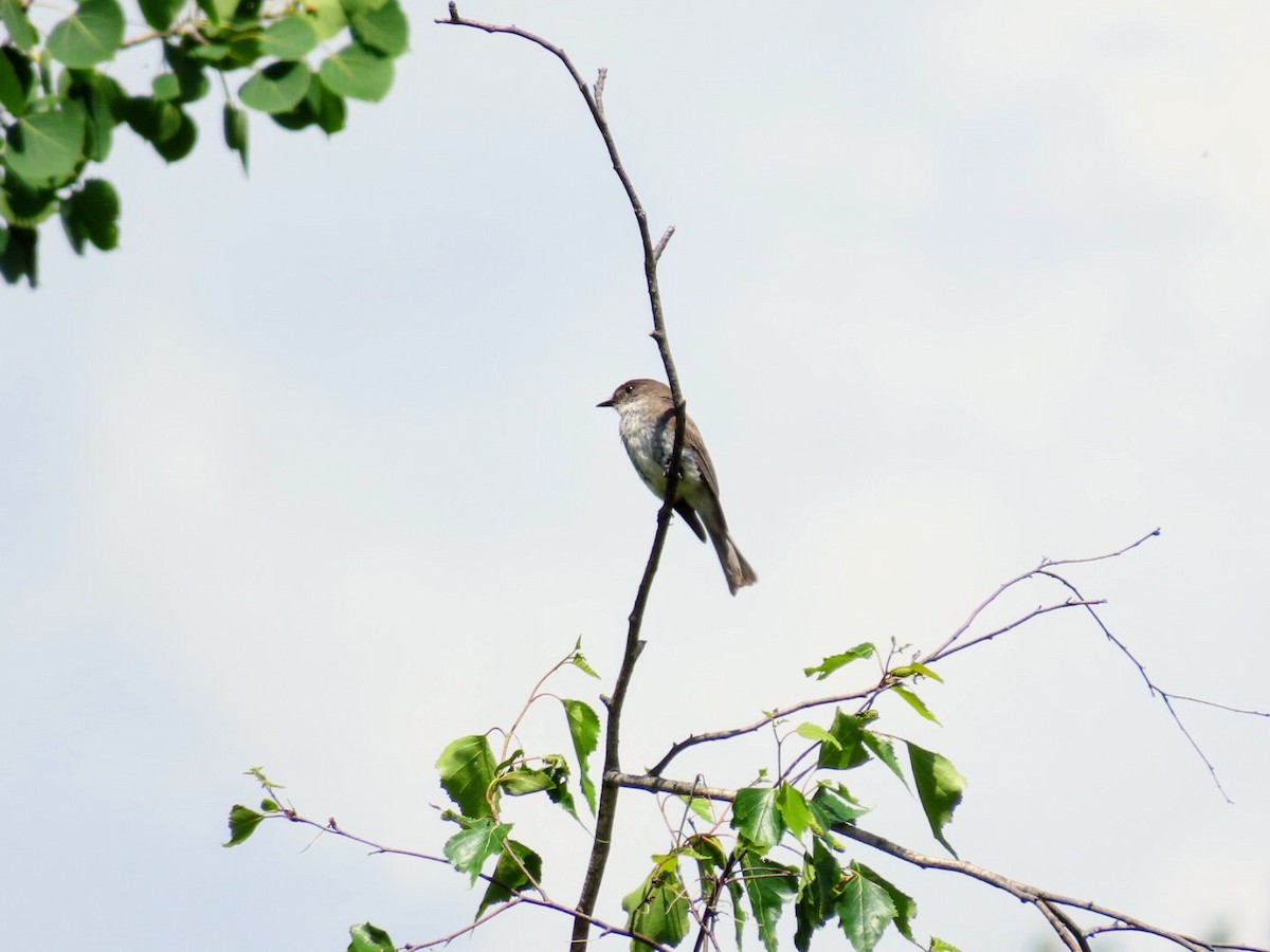 Eastern Phoebe - ML620433872