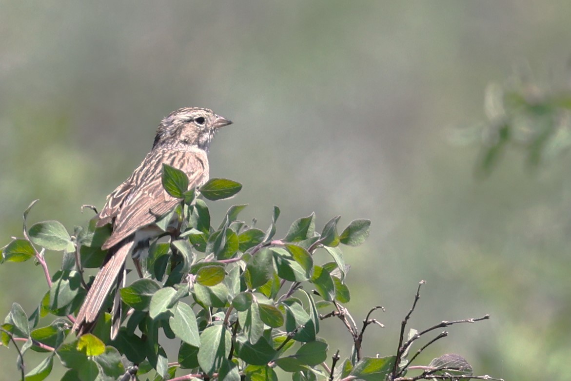 Brewer's Sparrow - ML620433874