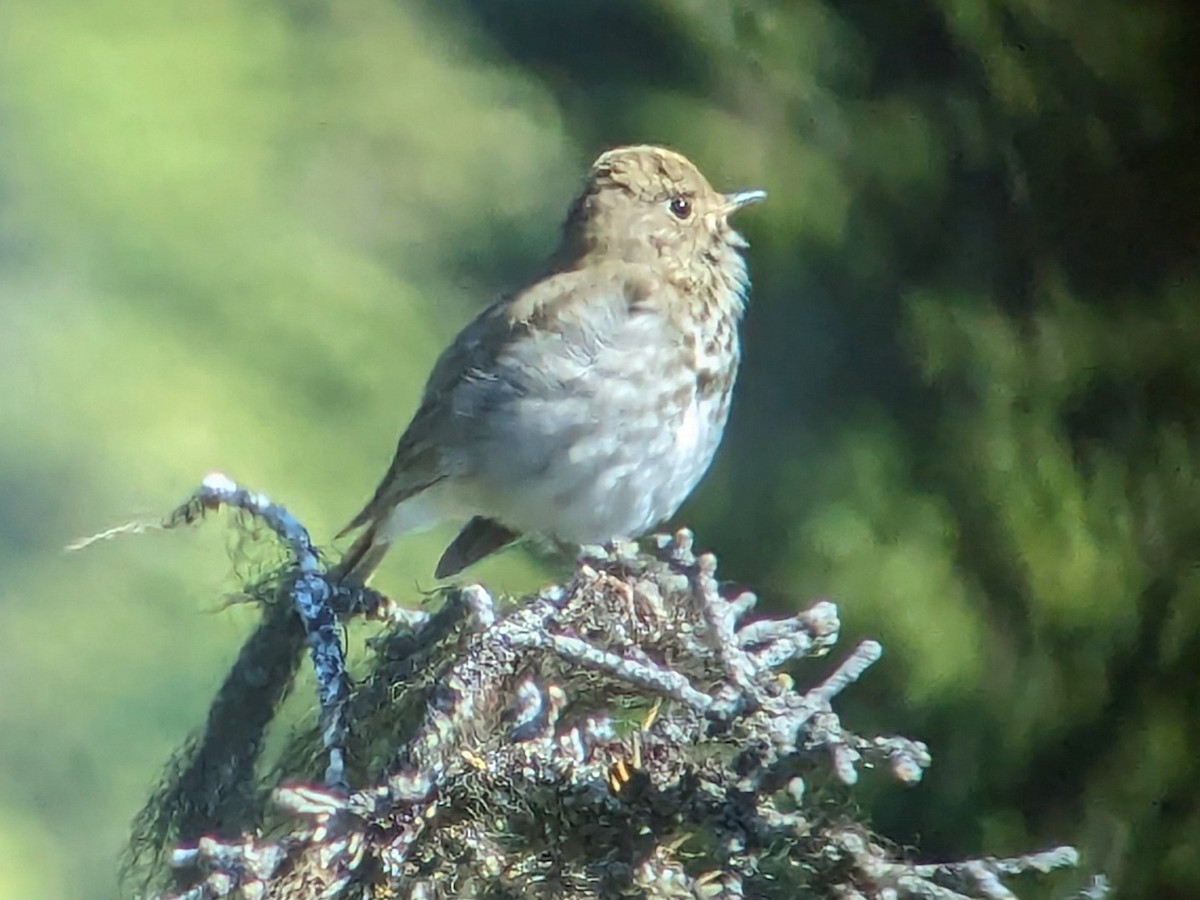 Hermit Thrush - ML620433875