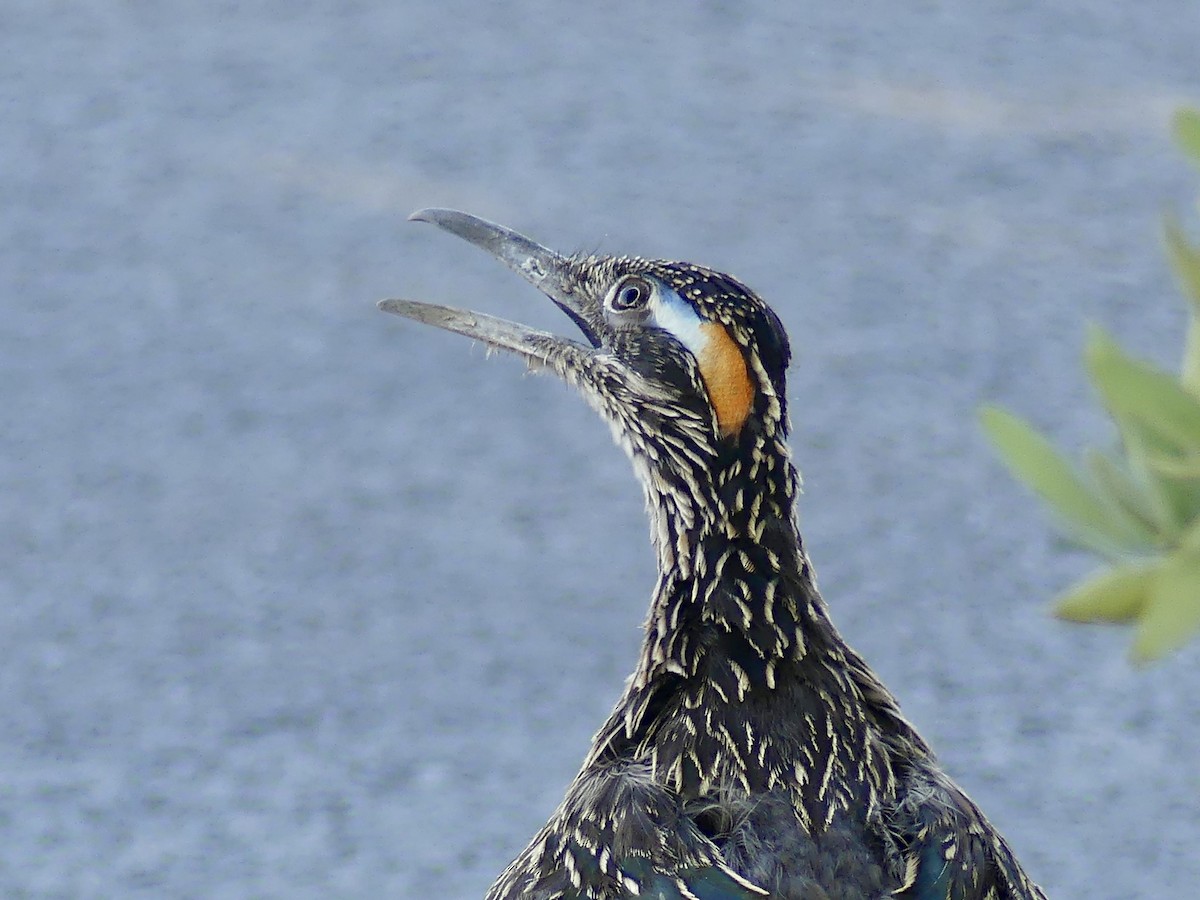 Greater Roadrunner - ML620433876