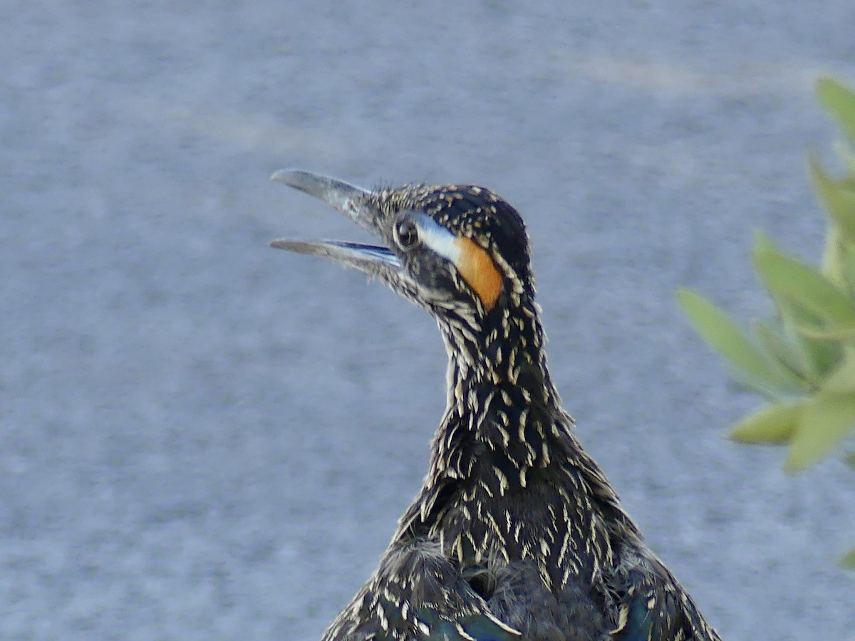 Greater Roadrunner - ML620433877