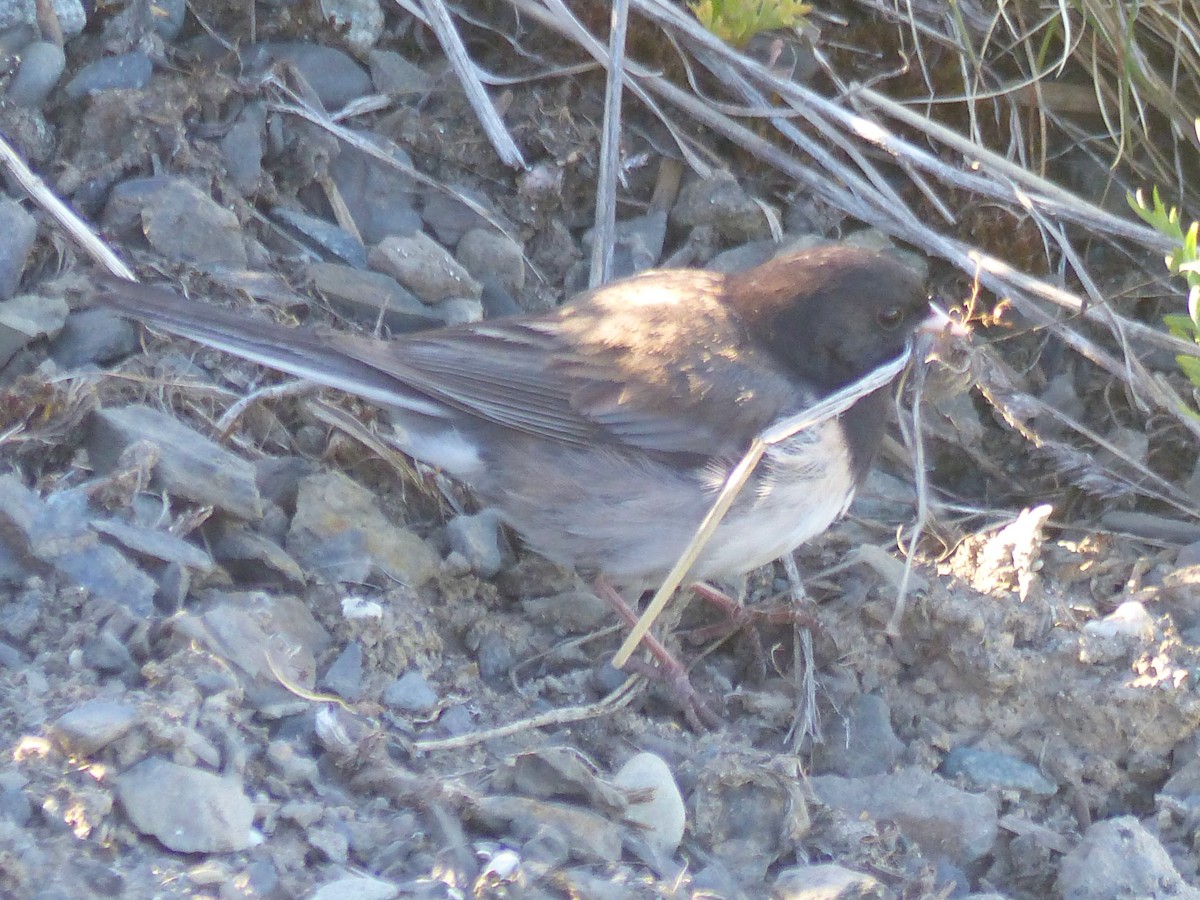 Junco ardoisé - ML620433884