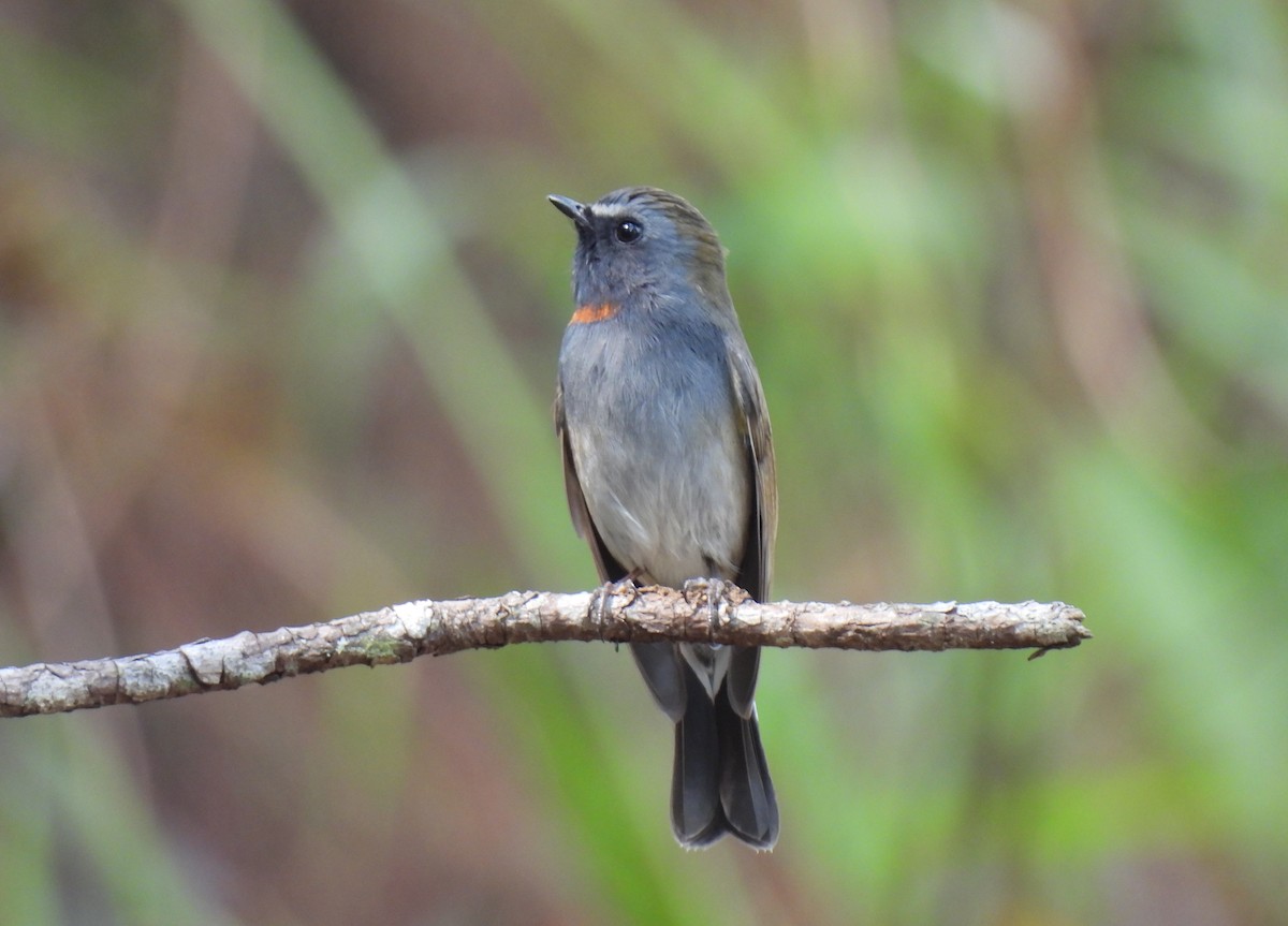 Rufous-gorgeted Flycatcher - ML620433885