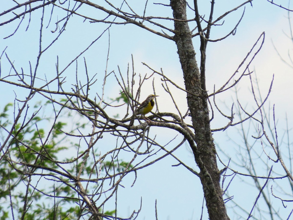 Eastern Meadowlark - ML620433887