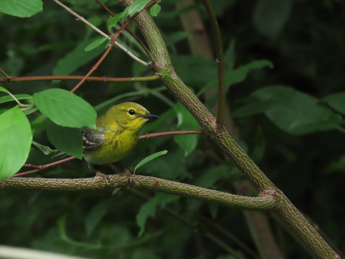 Pine Warbler - ML620433906