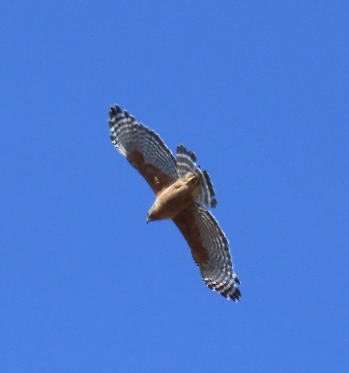 Red-shouldered Hawk - ML620433910