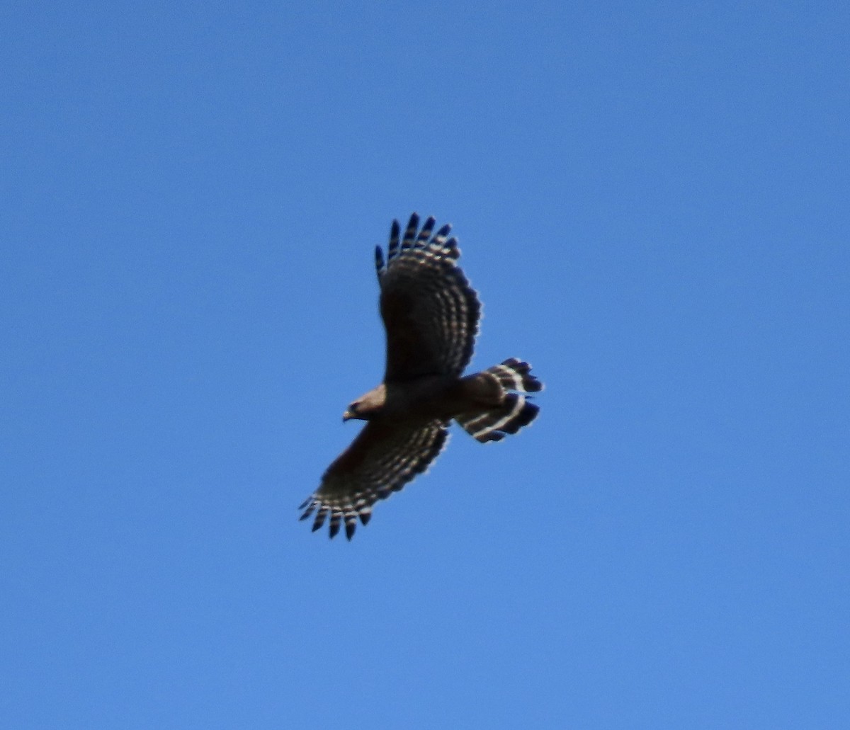 Red-shouldered Hawk - ML620433913