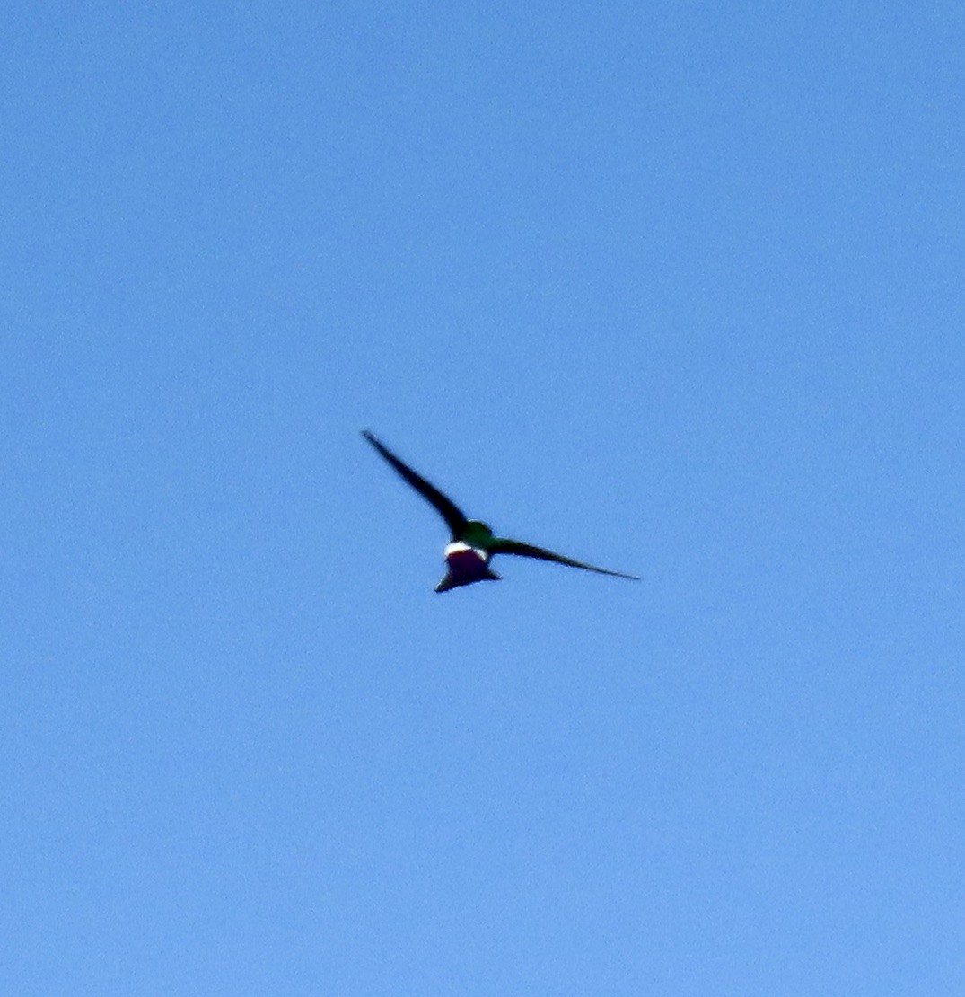 Violet-green Swallow - ML620433915