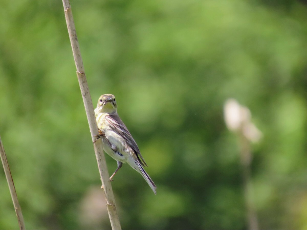 Yellow-rumped Warbler - ML620433918