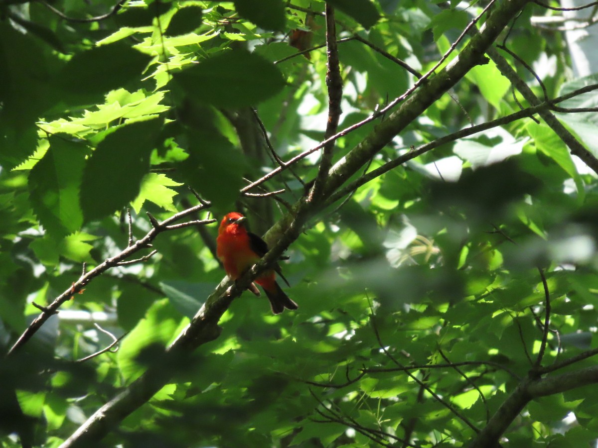 Scarlet Tanager - ML620433921