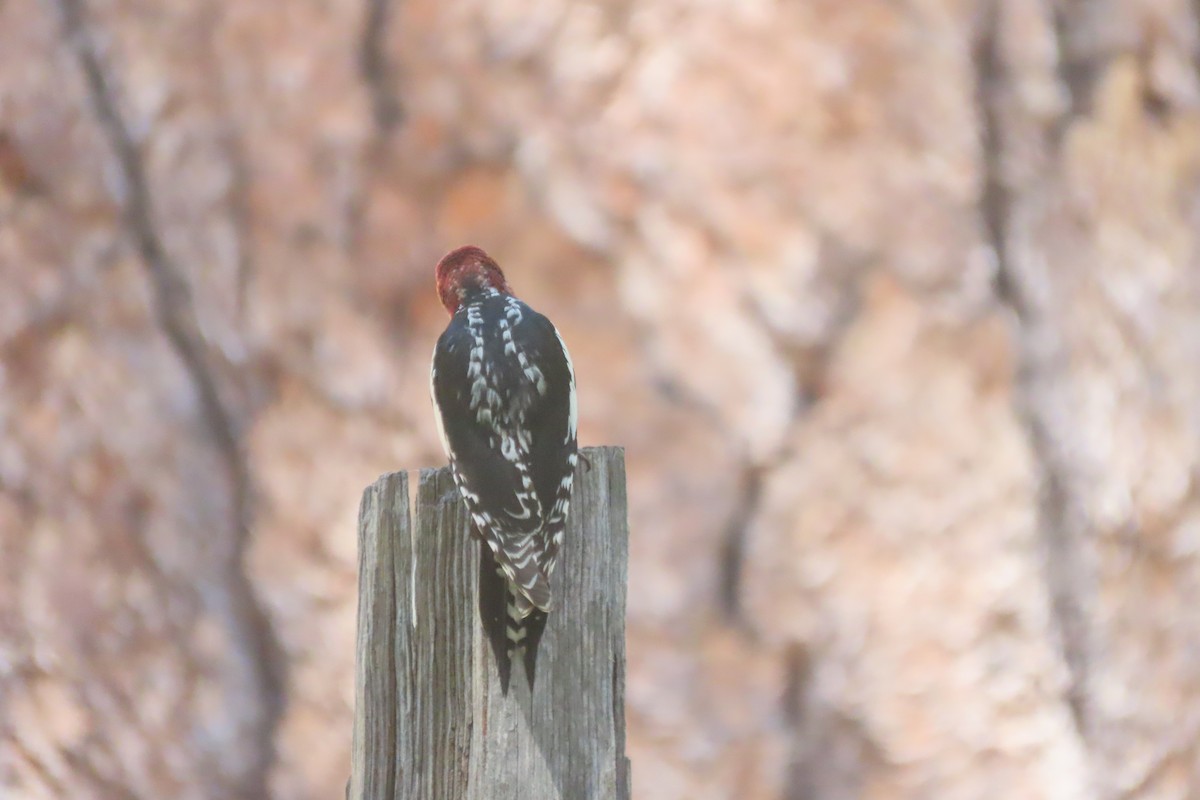 Red-breasted Sapsucker - ML620433922