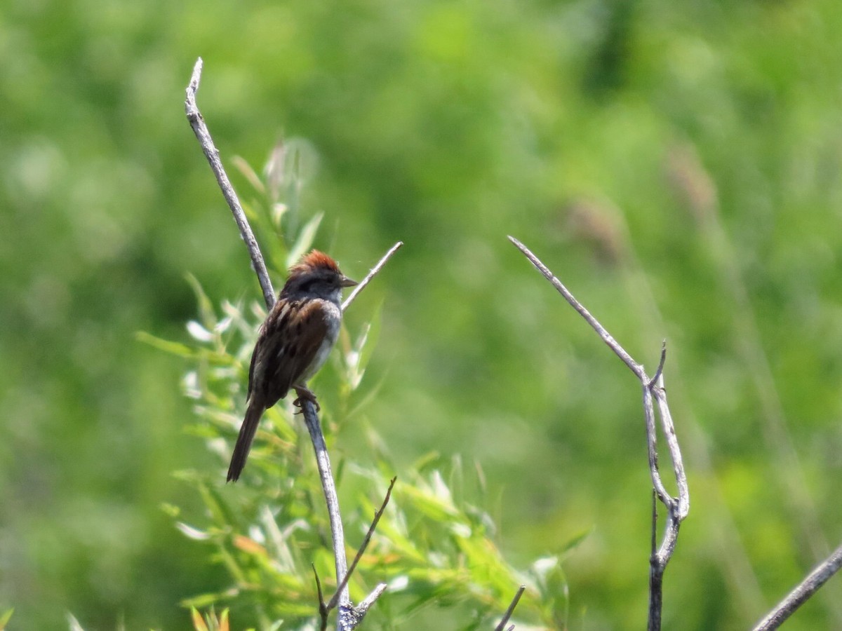 Swamp Sparrow - ML620433925