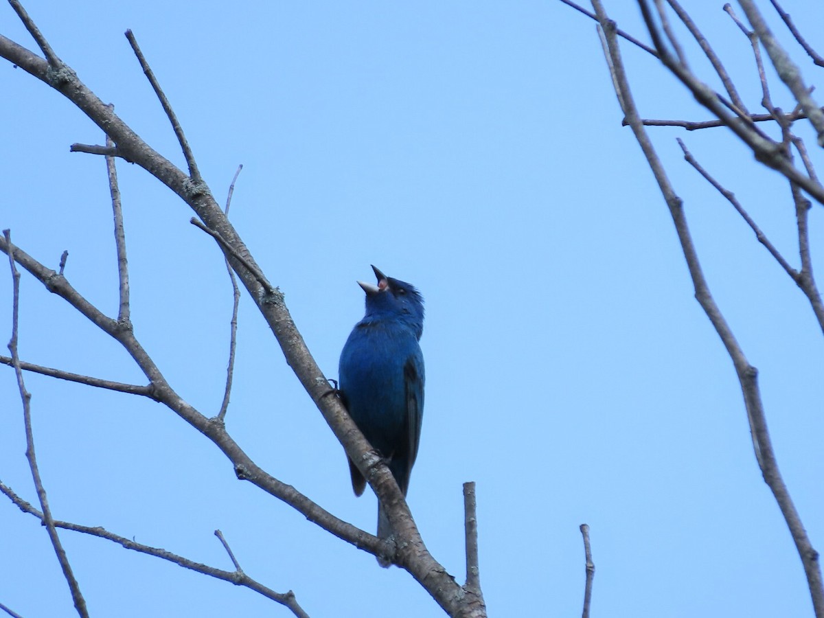 Indigo Bunting - ML620433927