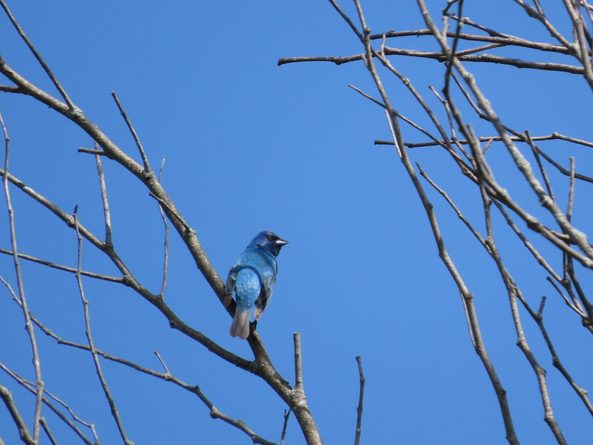 Passerin indigo - ML620433928