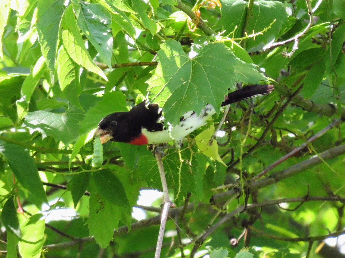 Rose-breasted Grosbeak - Tania Mohacsi