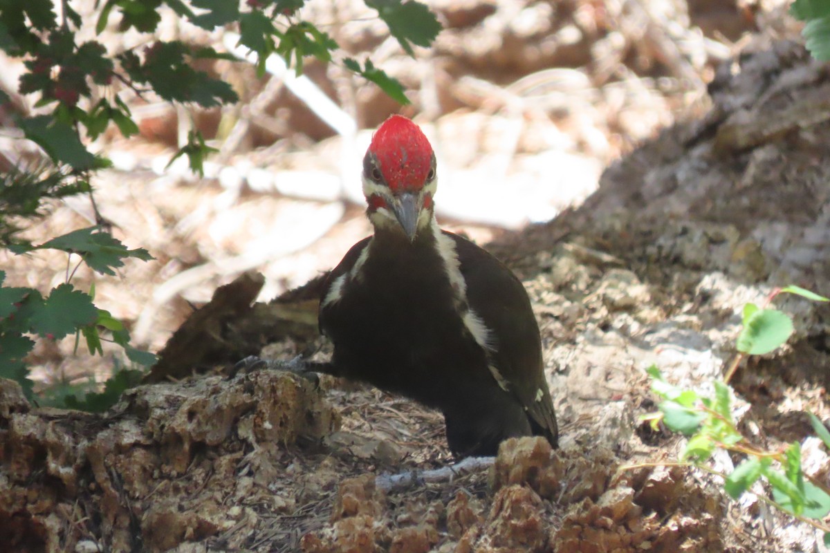 Pileated Woodpecker - ML620433932