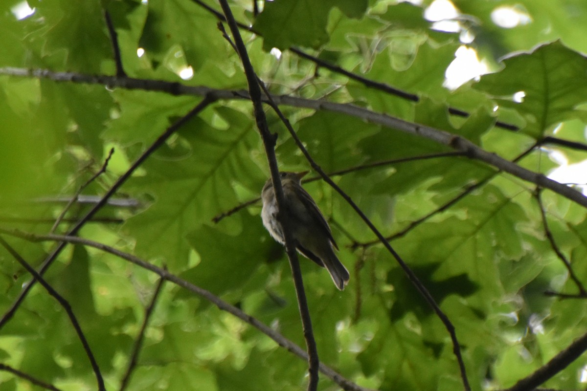 Acadian Flycatcher - Valerie Burdette