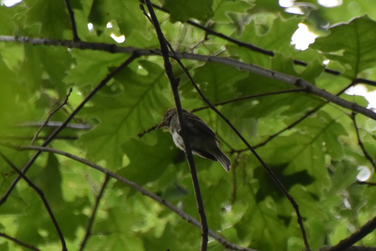 Acadian Flycatcher - ML620433937